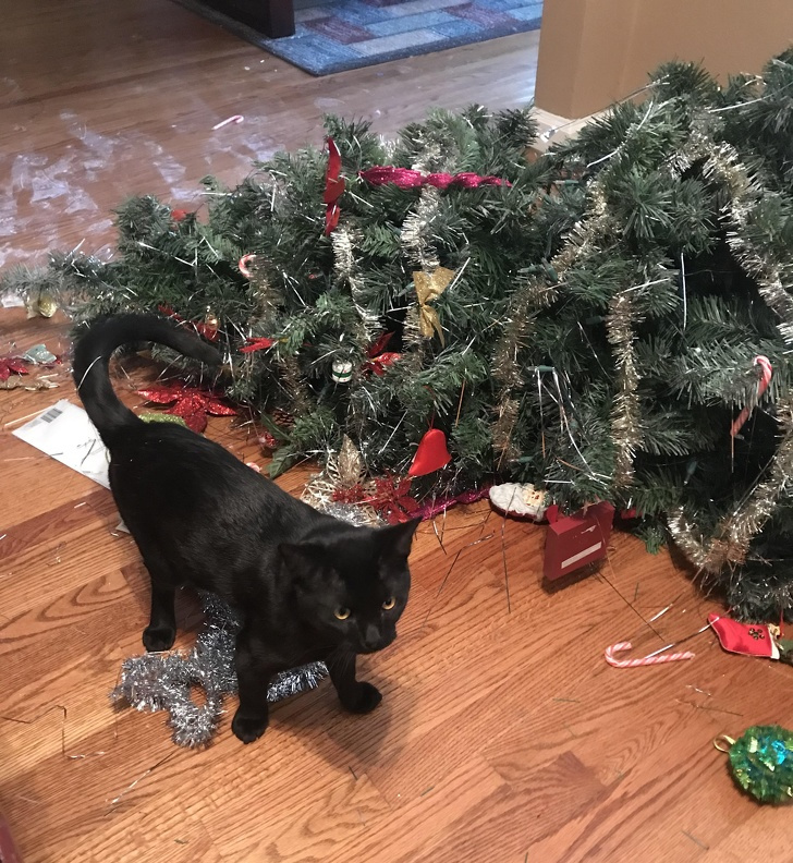Коты против новогодних ёлок — фото