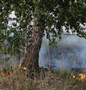 За прошедшие дни на территории региона зарегистрированы 2 лесных пожара