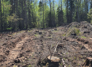 В Кировской области черные лесорубы нарубили лес на 2,5 млн рублей