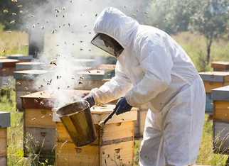 Владелец пасеки выплатит компенсацию семье ребёнка, укушенного пчелой