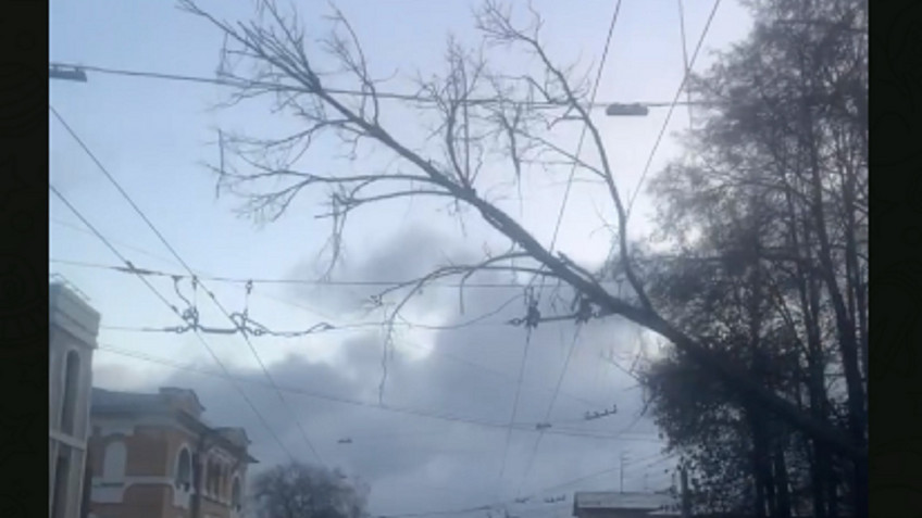 В Кирове из-за сильного ветра упали деревья