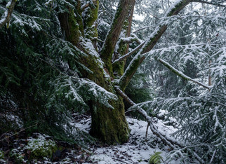 В Кировской области за снегопадами придут морозы