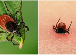 Вакцины от энцефалита хватит всем