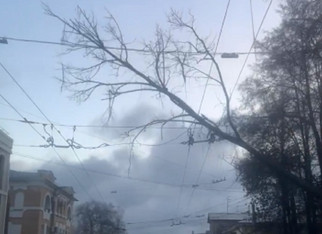 В Кирове из-за сильного ветра упали деревья