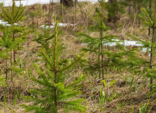Кировская область — в числе лидеров по восстановлению лесов