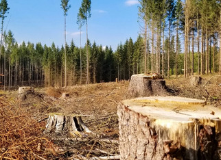 Вынесли приговор за незаконную рубку леса на 34 млн рублей