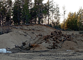Котлован на месте соснового бора