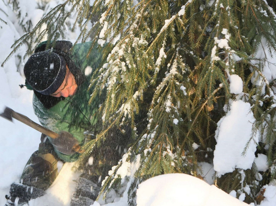 В Кировской области начали охотиться «ёлочных браконьеров»