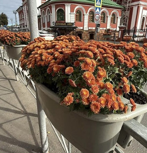В Кирове появились вазоны с осенними цветами