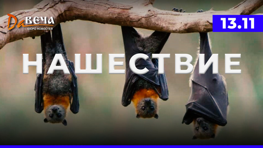 Видео новость