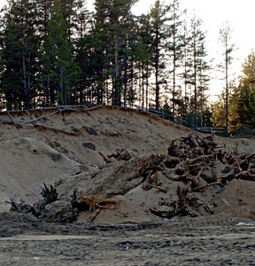 Котлован на месте соснового бора