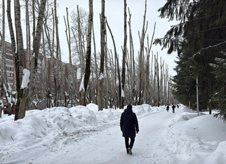 В Кирове на улице Производственной обрезали тополя