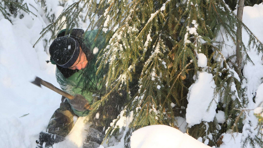 В Кировской области начали охотиться «ёлочных браконьеров»