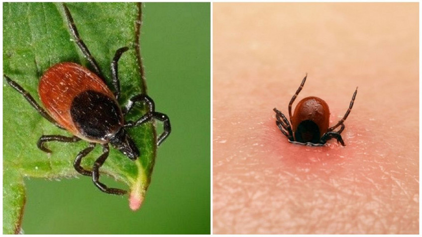 Вакцины от энцефалита хватит всем