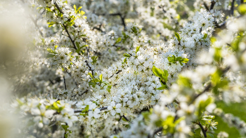 Май ожидается теплым