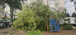 Тренды